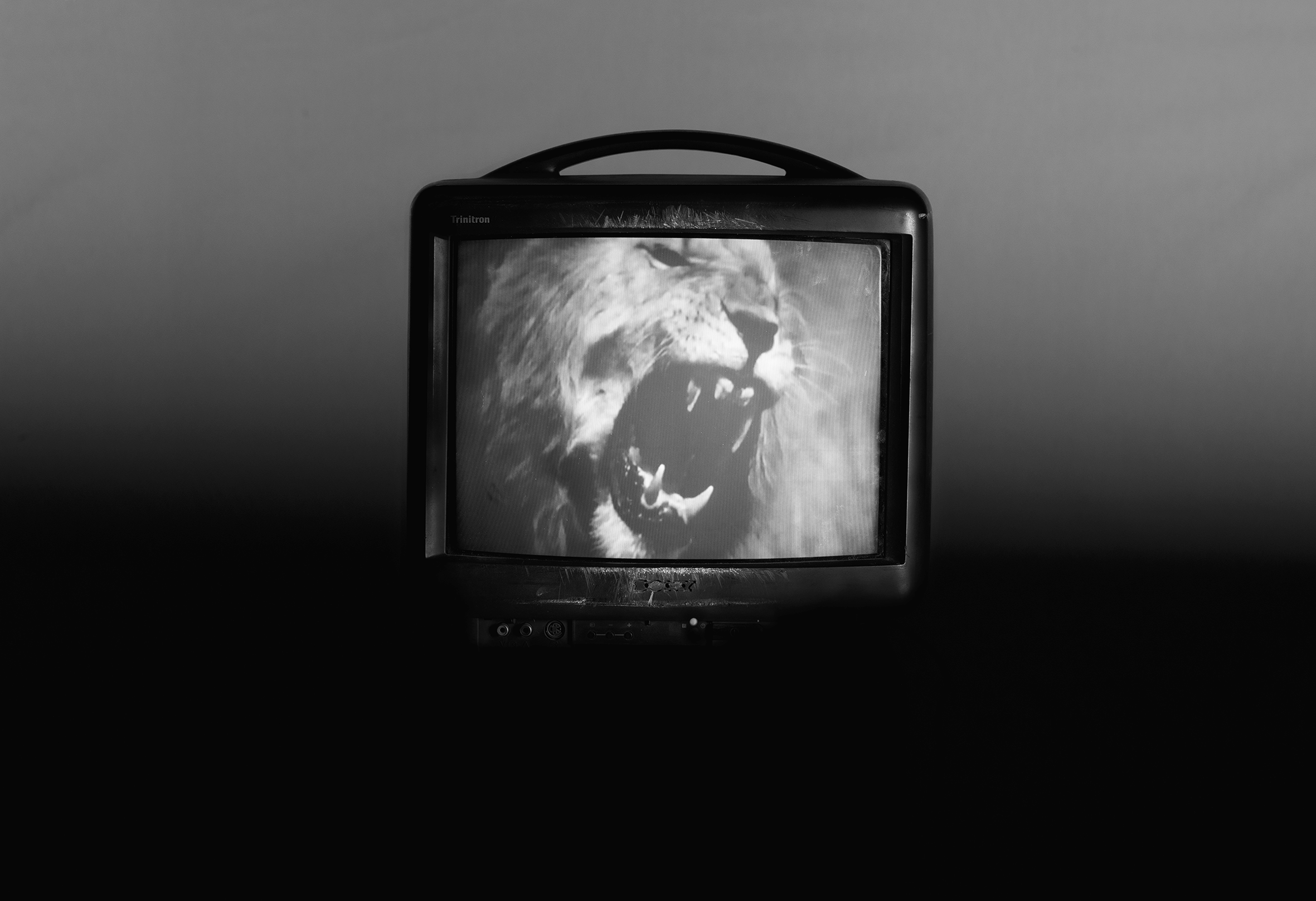 Photographie d'un écran avec l'image d'un lion symbolisant la force de séances d'hypnothérapie à distance. Présentation de l'hypnose d'accompagnement.