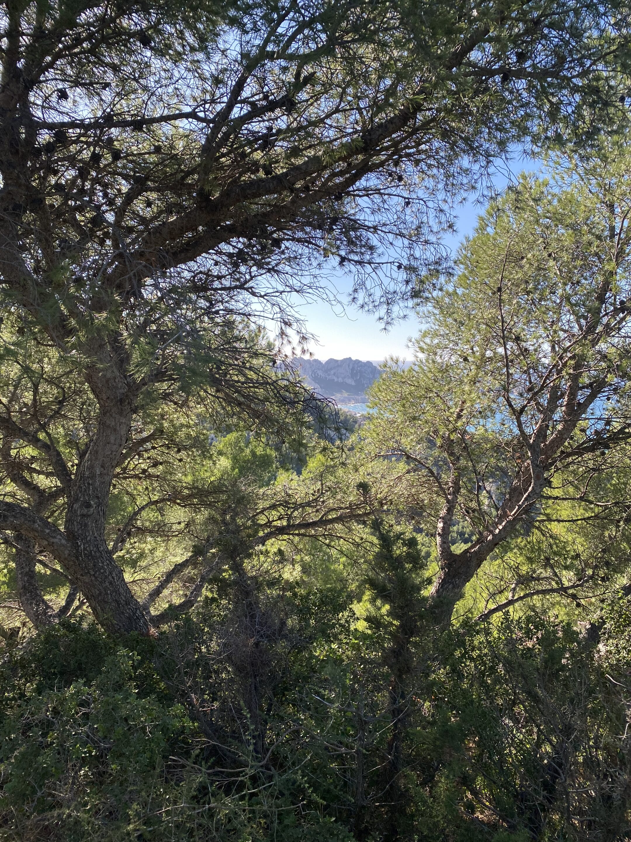 Image d’un bord de mer ensoleillé, sous des arbres, illustration un repos possible à l'ombre